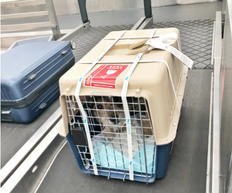 遵义宠物托运 宠物托运公司 机场宠物托运 宠物空运